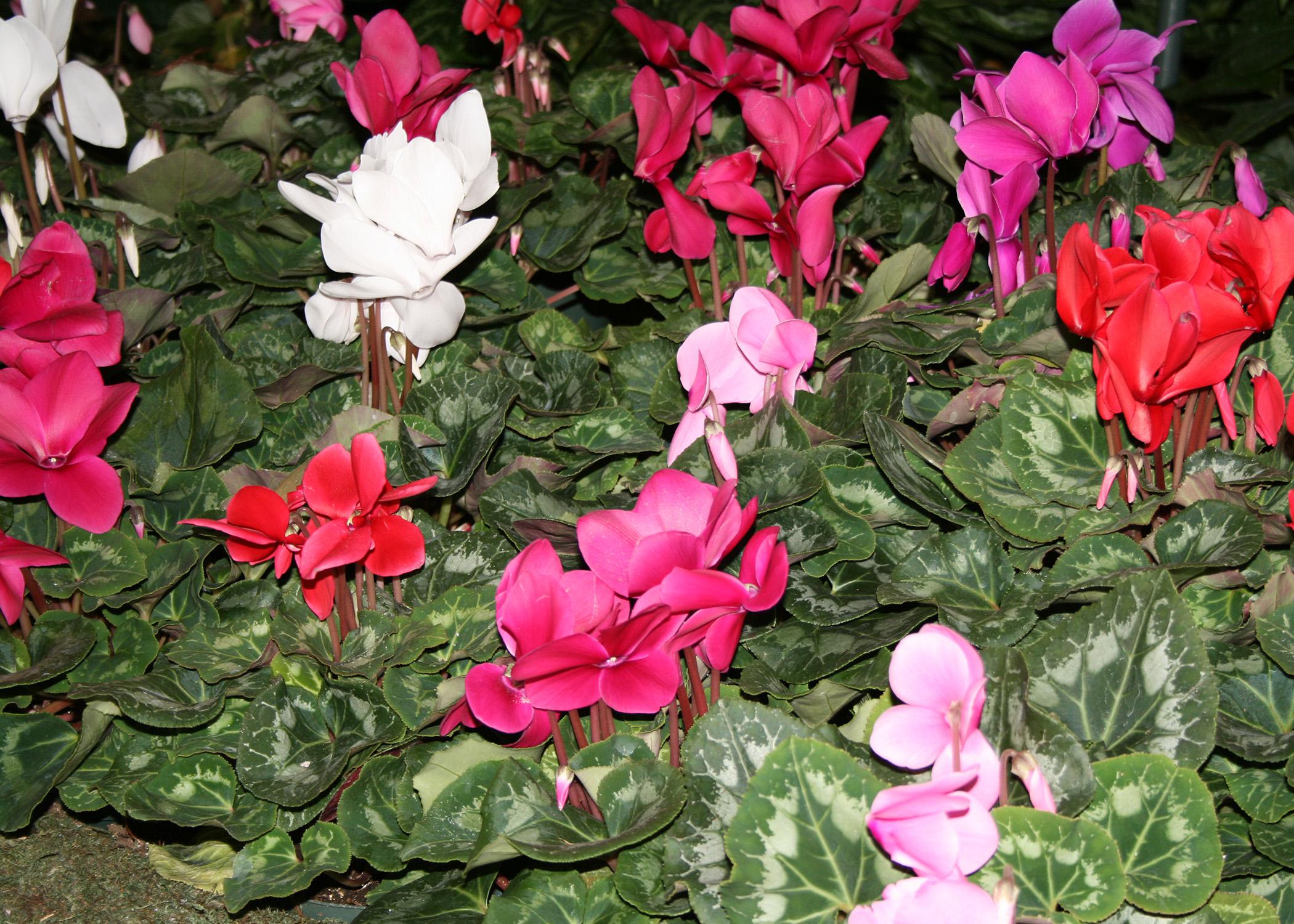 Cyclamen is a great indoor plant for the Christmas holidays because it has a long blooming period that produces loads of colorful flowers. (Photo by MSU Extension Service/Gary Bachman)