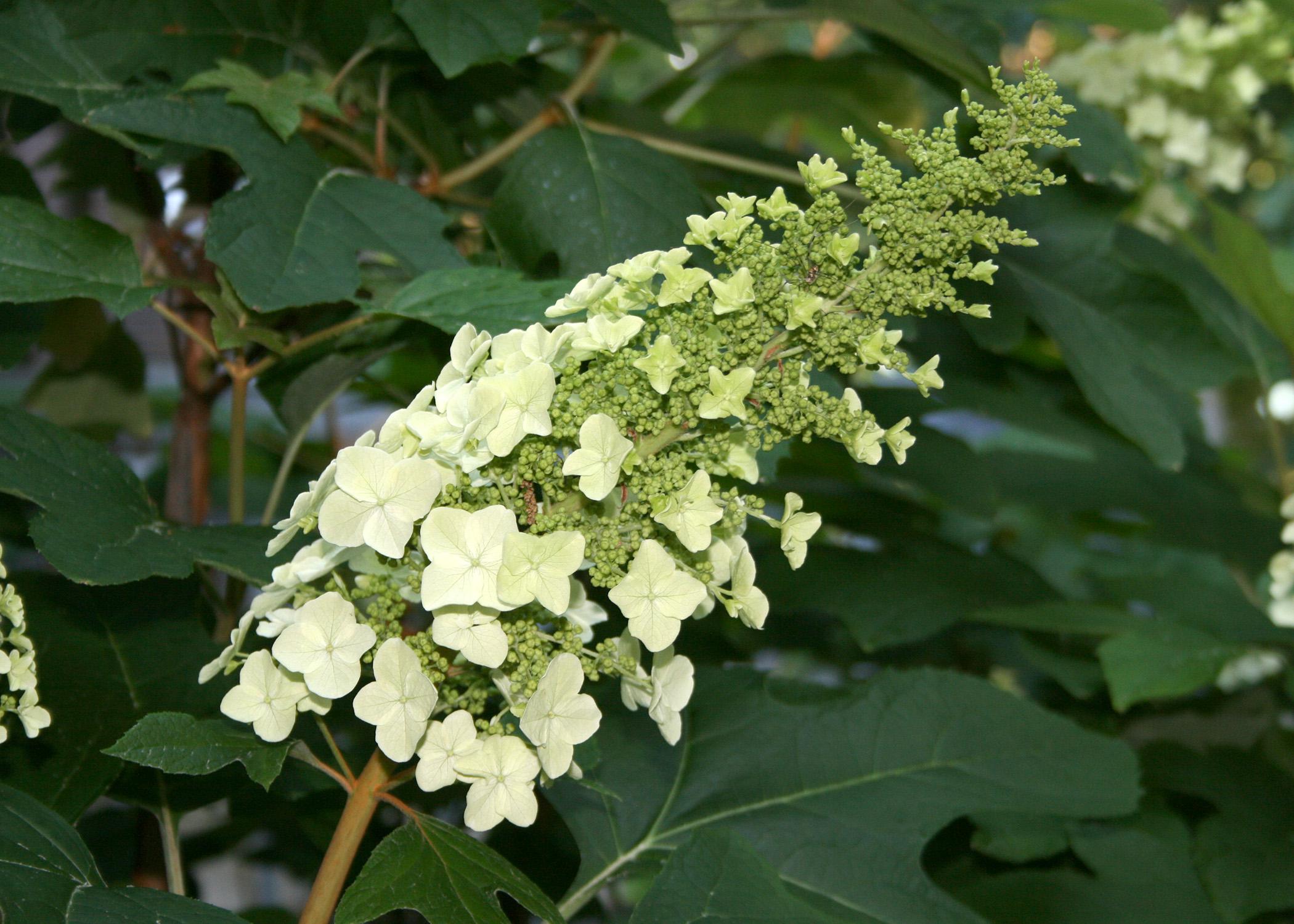 Oakleaf hydrangea flowers are clusters made up of smaller, individual flowers growing in a cone shape. They start white and transition to pink shades. (Photo by MSU Extension Service/Gary Bachman)
