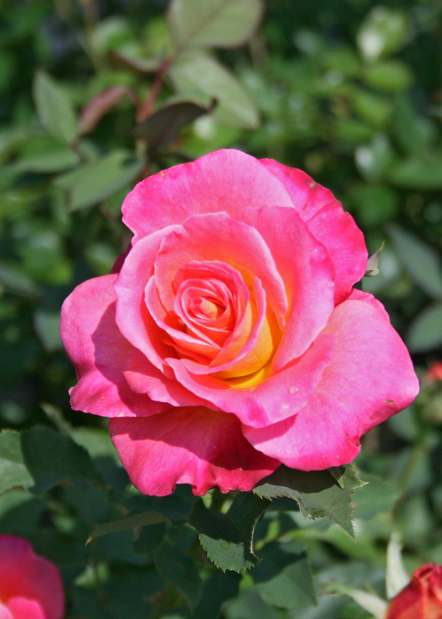 Hybrid tea roses come in a dizzying array of colors and typically produce a single flower at the end of each stem, making them perfect for cutting and enjoying in a vase indoors. (Photo by MSU Extension Service/Gary Bachman)