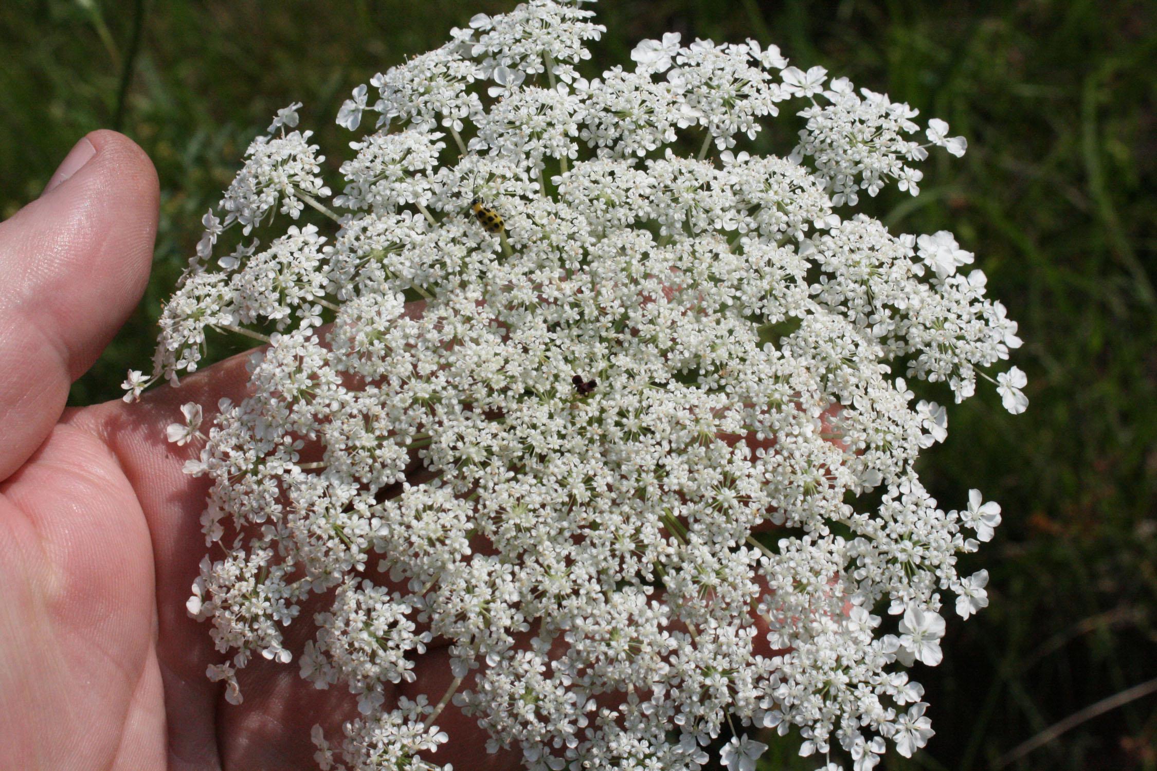 From roadsides and ditches to the landscape, Queen Anne's Lace has delicate lace-like flower heads with a thousand or more tiny individual flowers that can produce many thousands of seeds. (Photo by MSU Extension Service/Gary Bachman)