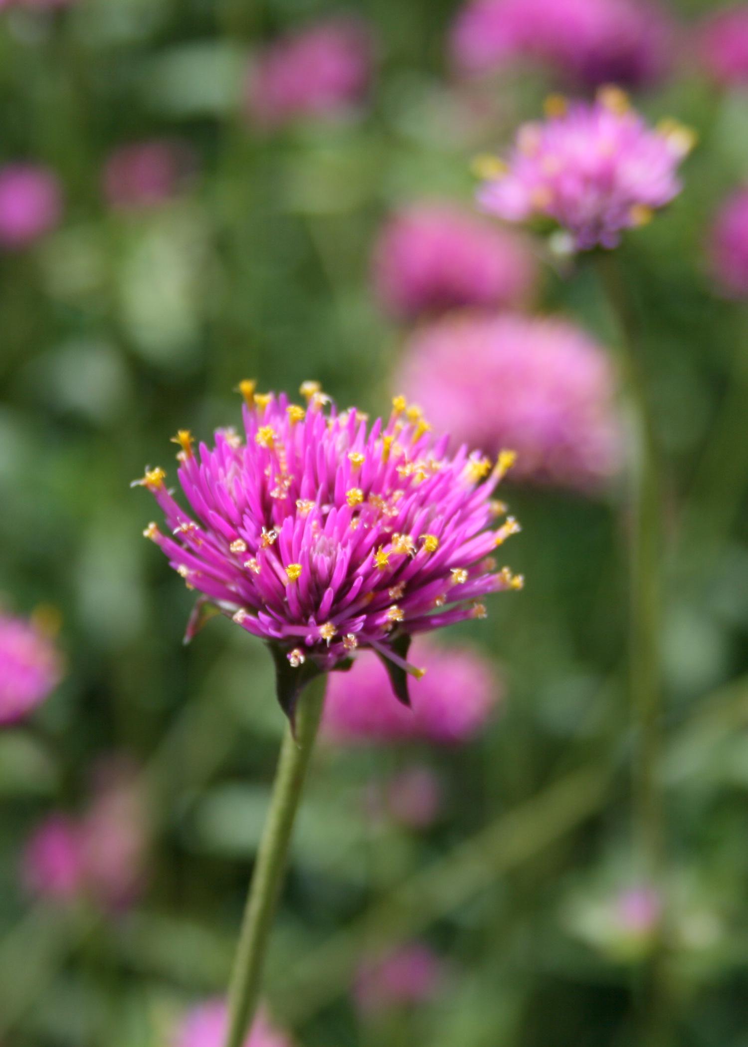 A two-time Mississippi Medallion winner, Fireworks gomphrena burst into color with pink bracts featuring yellow stamens resembling tiny firecrackers exploding. (Photo by MSU Extension Service/Gary Bachman)