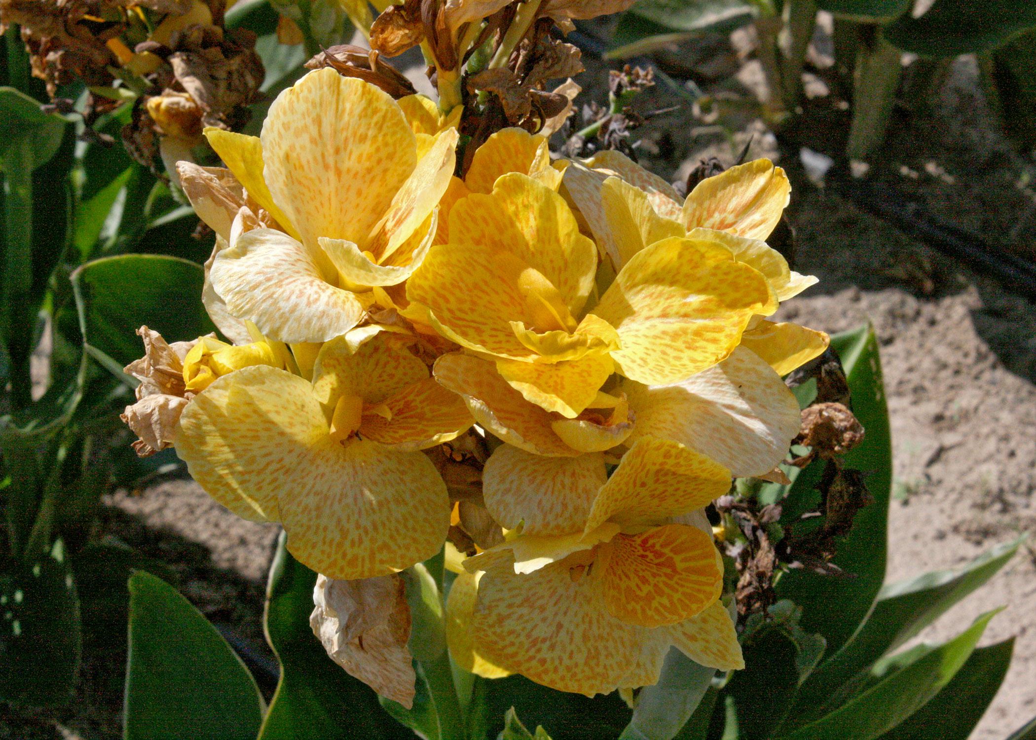 Tropical canna lilies are dwarf varieties that come in several colors, including this yellow selection. All summer long, as one flower matures, another spike begins to grow and soon opens. (Photo by MSU Extension Service/Gary Bachman)