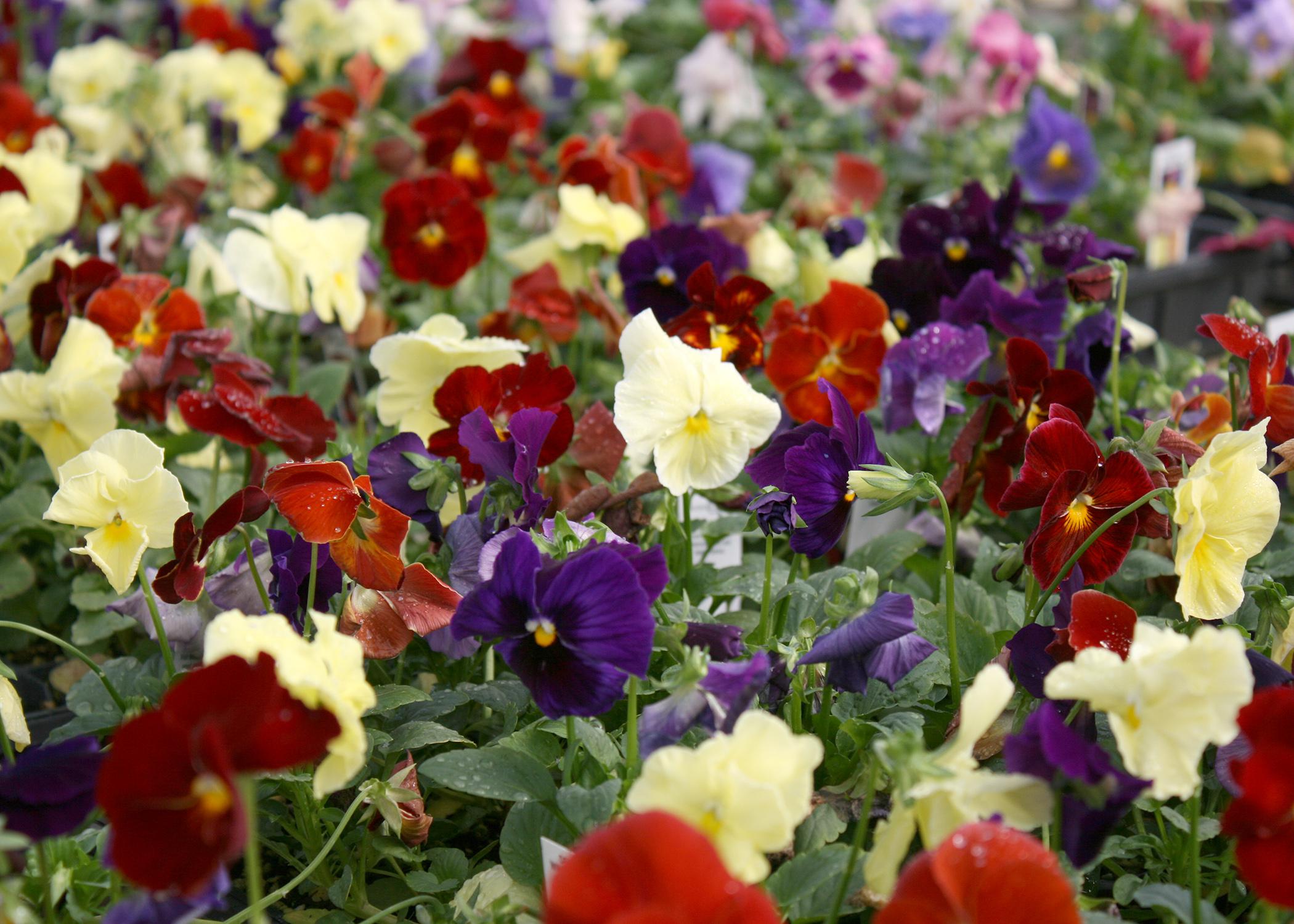 re unusual in pansies. (Photo by MSU Extension Service/Gary Bachman)