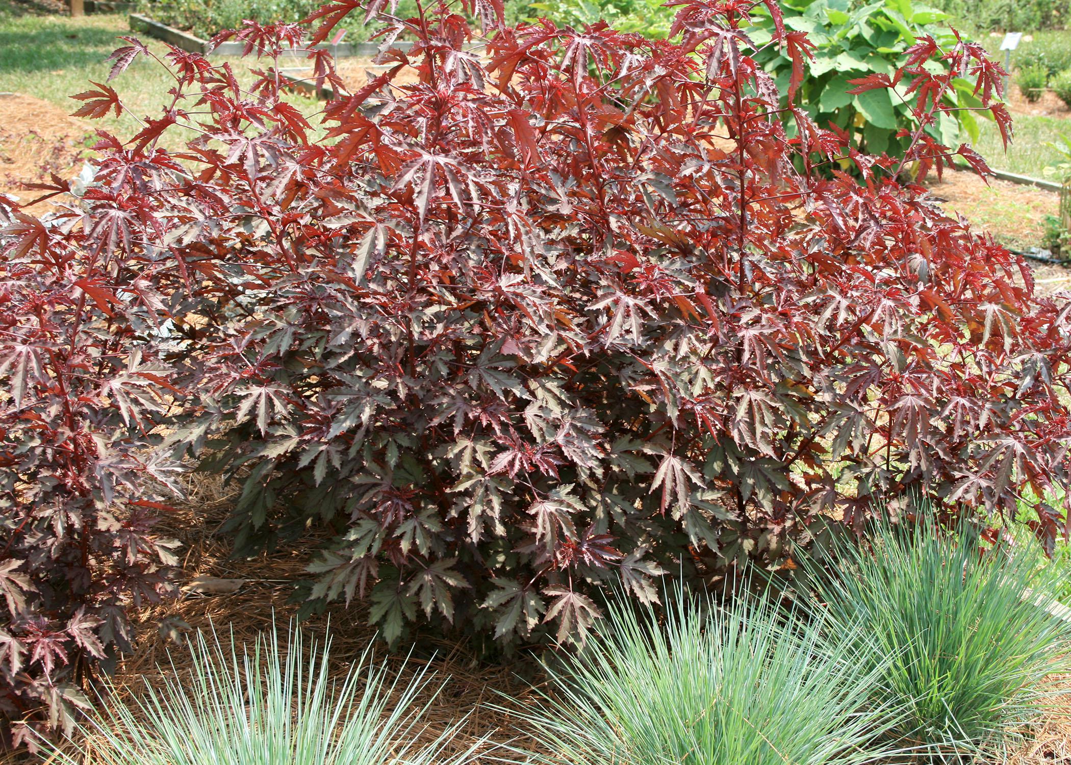 The foliage of Mahogany Splendor hibiscus is its main attraction, providing awesome color, height and excitement in the landscape. (Photo by MSU Extension Service/Gary Bachman)