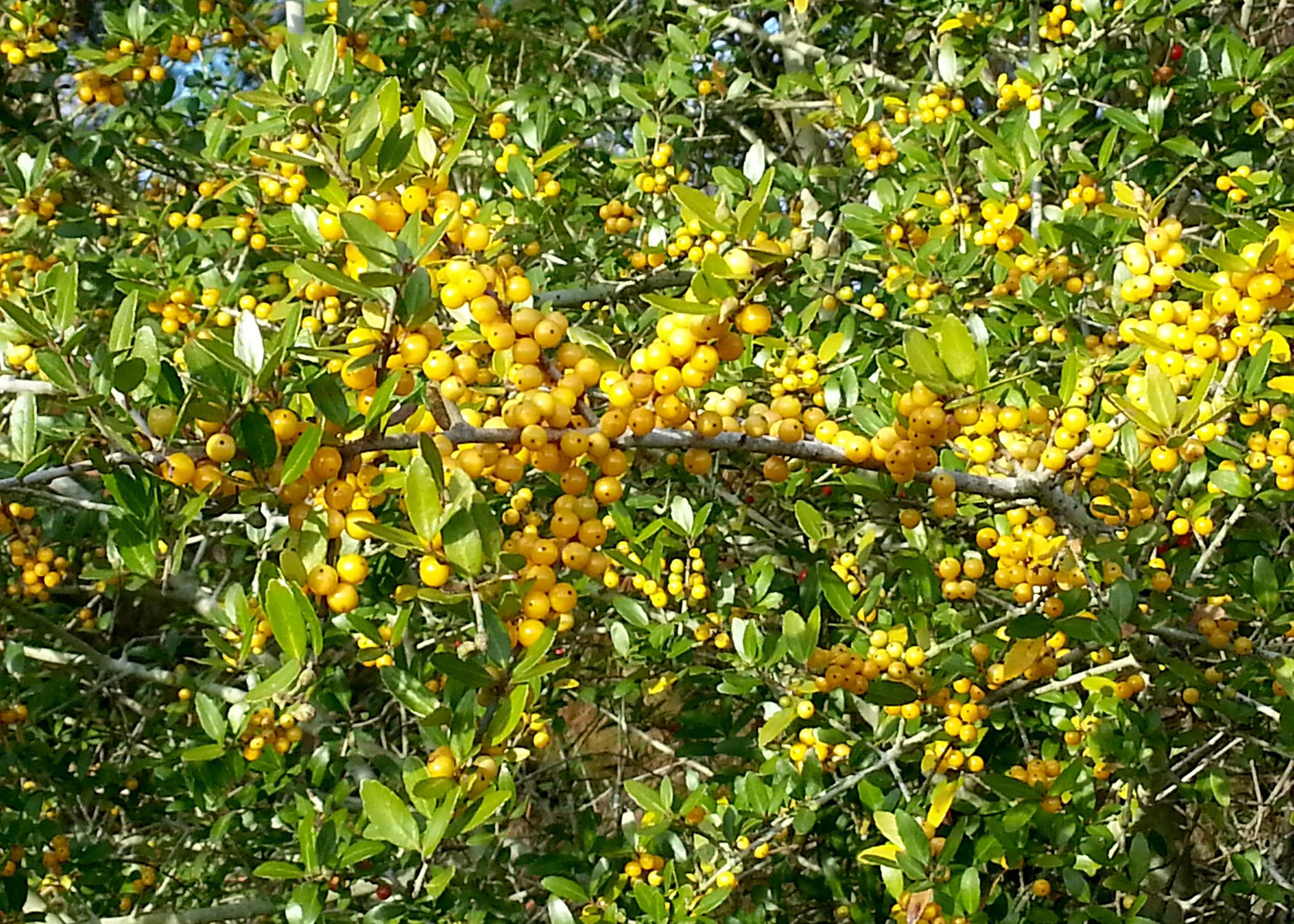 Although most Yaupon holly berries are red, a few commercially available selections have a mutation that produces yellow berries. (Photo by MSU Extension Service/Gary Bachman)