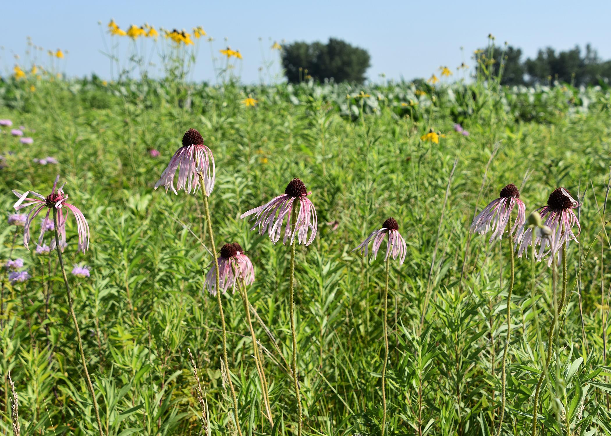 These coneflowers blooming alongside the road between Nebraska and South Dakota are similar to those growing in Mississippi. (Photo by MSU Extension Service/Gary Bachman)