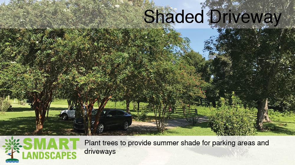 Trees shading driveway with cars