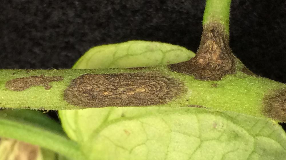 Early blight on a tomato stem.
