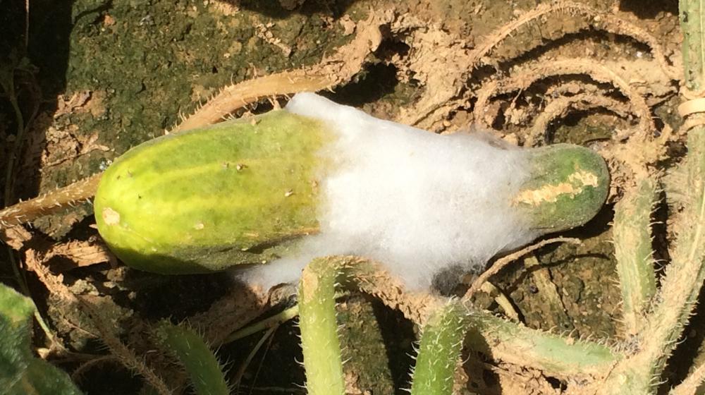 Signs of cottony leak on cucumber