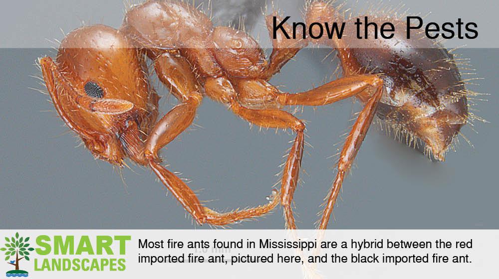 Closeup photo of Mississippi fire ant
