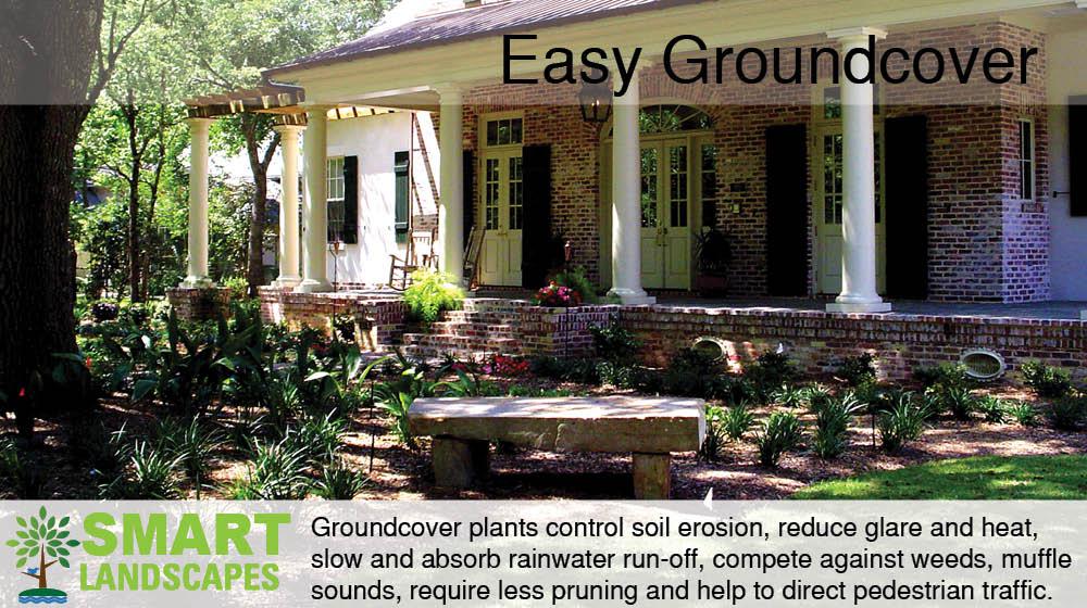 easy groundcover