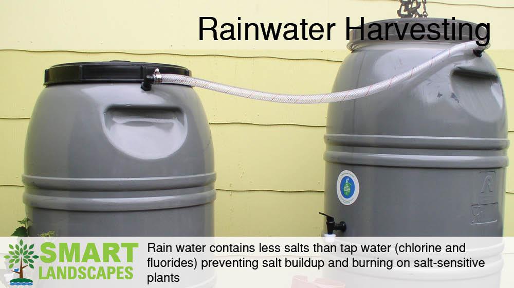 Water barrels harvesting rainwater from a residential roof