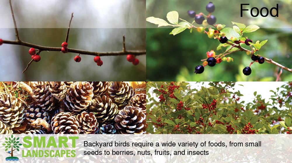 food sources for backyard wildlife