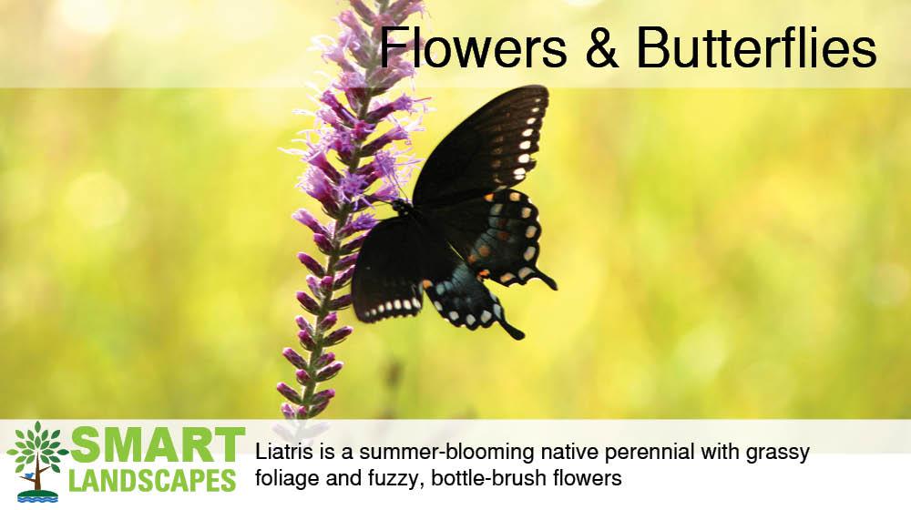 Butterflies feeding on a purple liatris wild flower