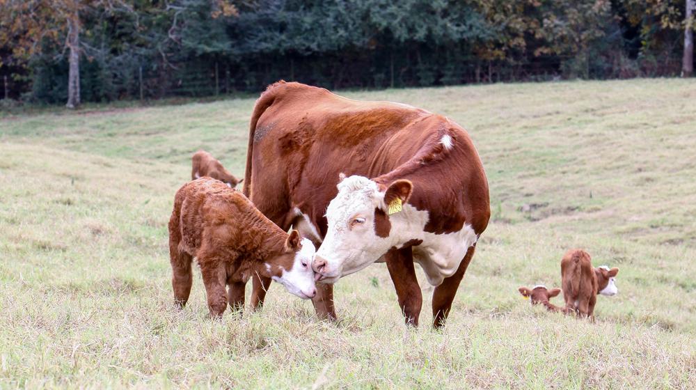 beef cattle Hereford cow calf.