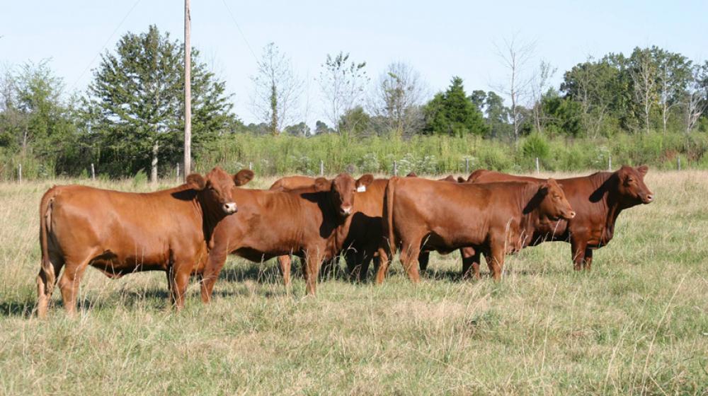 beef cattle red.