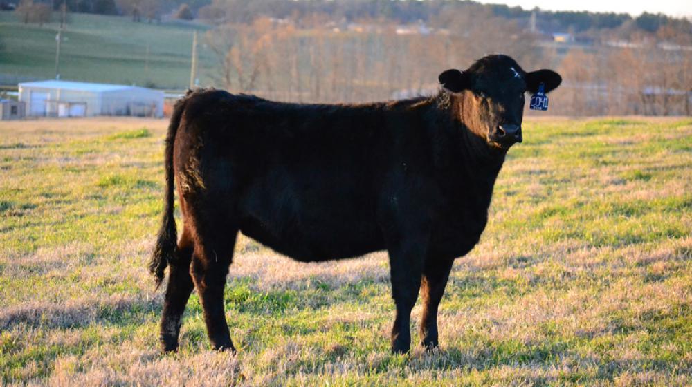 beef cattle SimAngusHT heifer