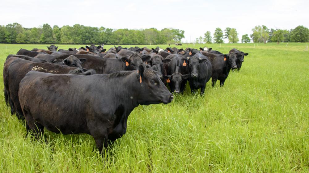 beef cattle black heifer