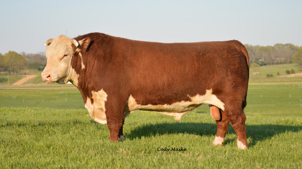 beef cattle Hereford bull