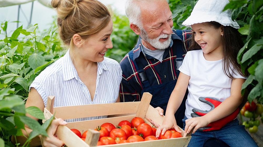 Mother, grandfather, and daugther collecting tomatoes.