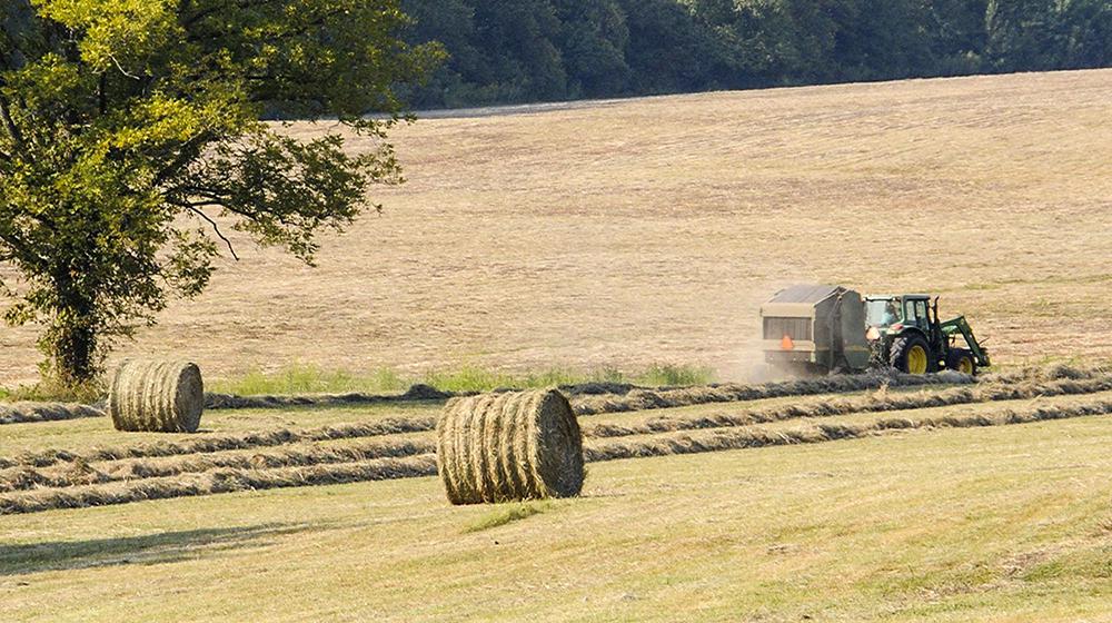 round bales of hay in a field.