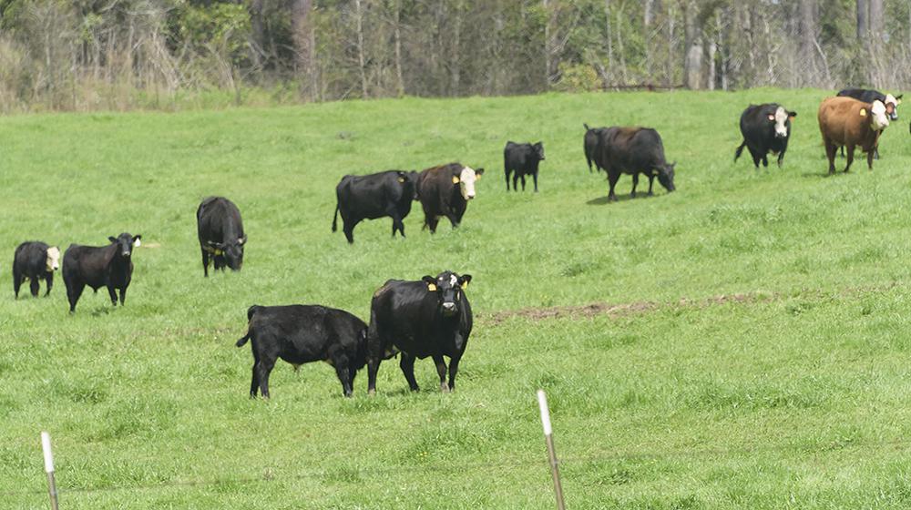 A herd of cattle in a green pasture.