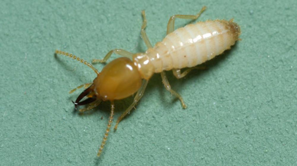 an image of a formosan termite