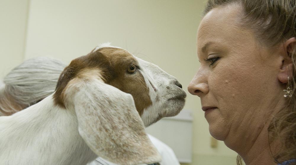 Goat at the MSU College of Veterinary Medicine