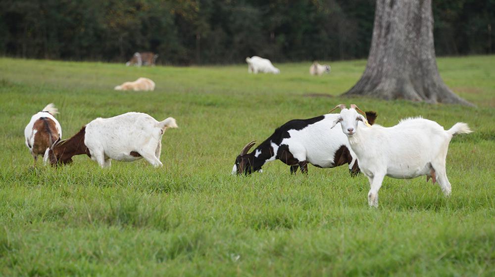 Goats grazing in a green field.