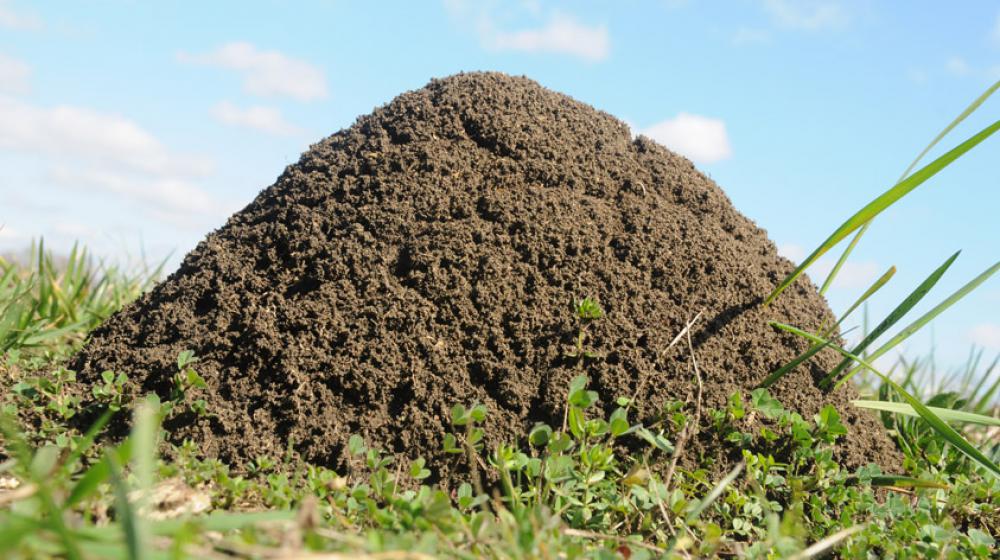 A large fire ant mound.