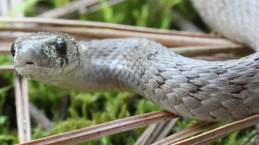 Here is an image of a non-venomous brown snake showing round pupils.