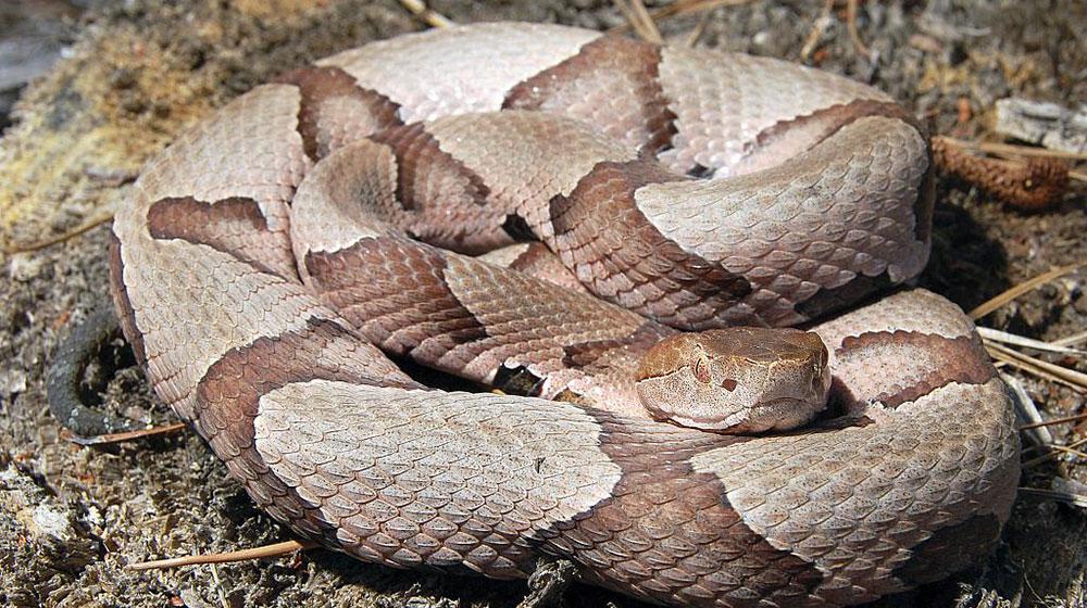 This image of a copperhead, a venomous snake, shows the cat-like pupils