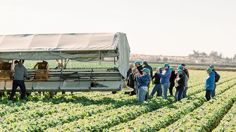 Group people harvesting lettuce in field.