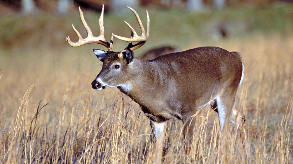 A buck in grass.