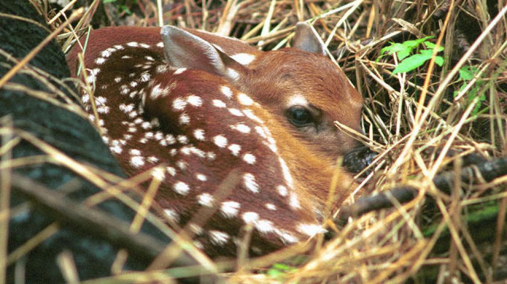 This is an image of a fawn curled up in the grass.