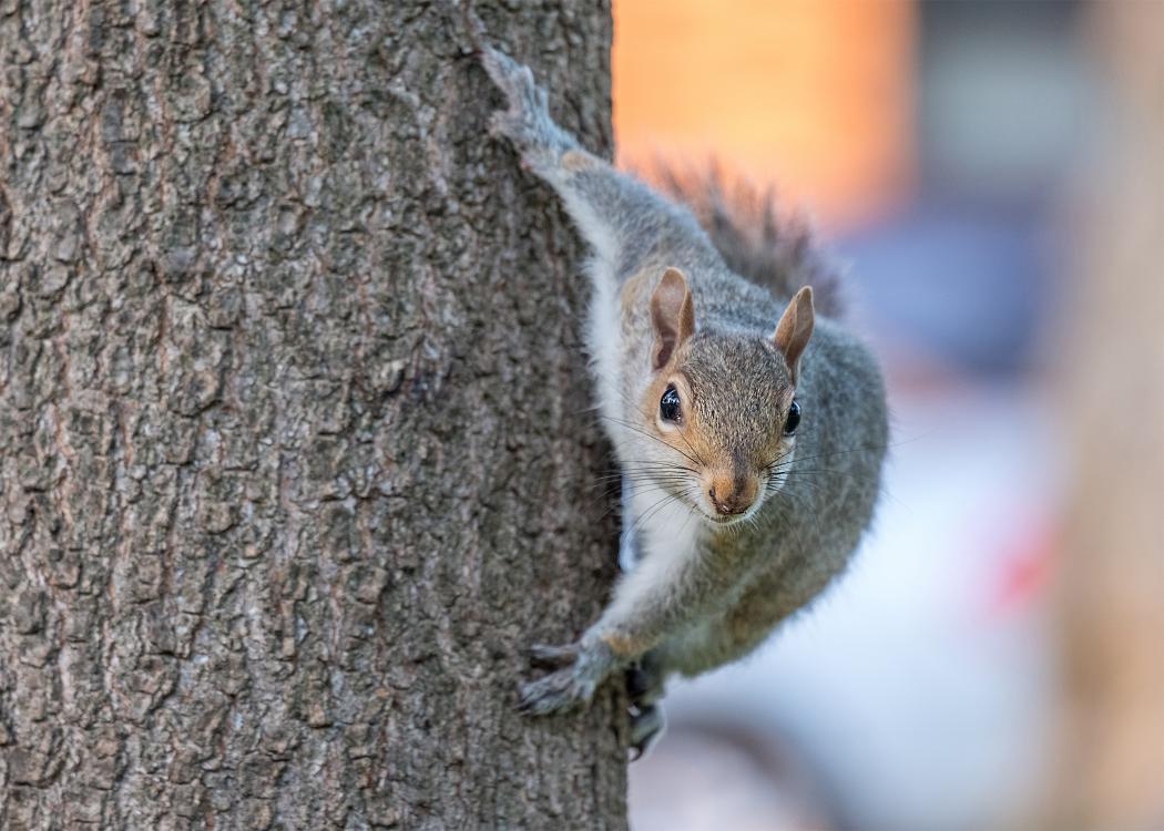 Eastern Gray Squirrel on Tree