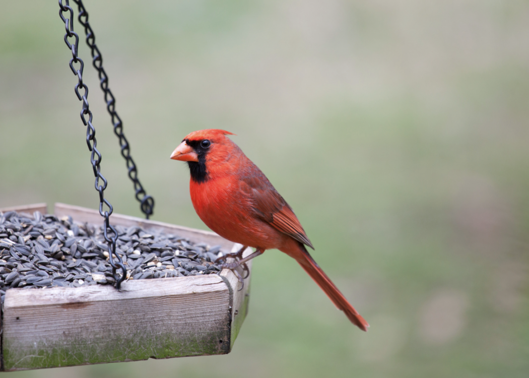 A redbird sits on a platform bird feeder full of black oil sunflower seeds.