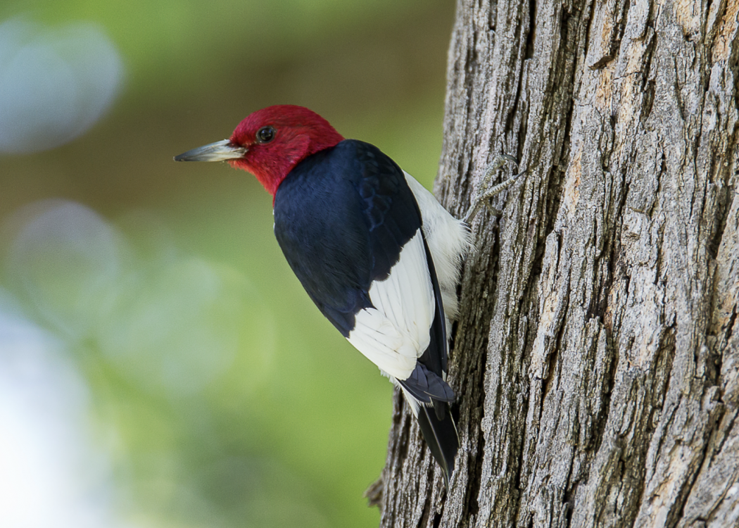 Red-Headed WoodPecker