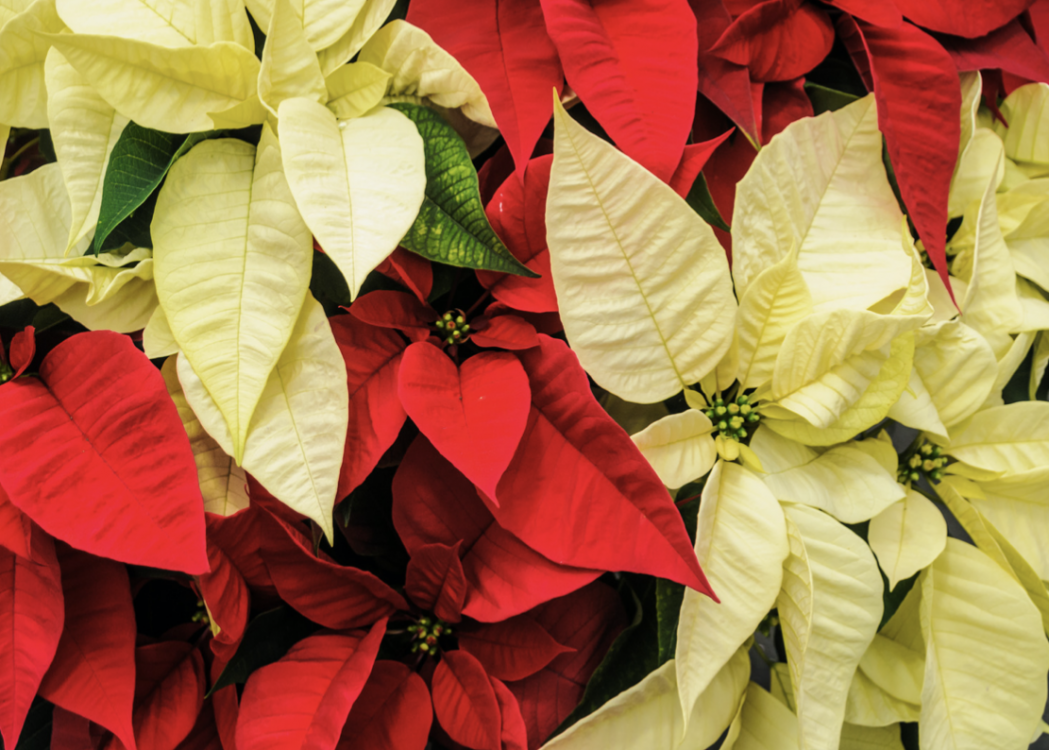 Red and Yellow Poinsettias 