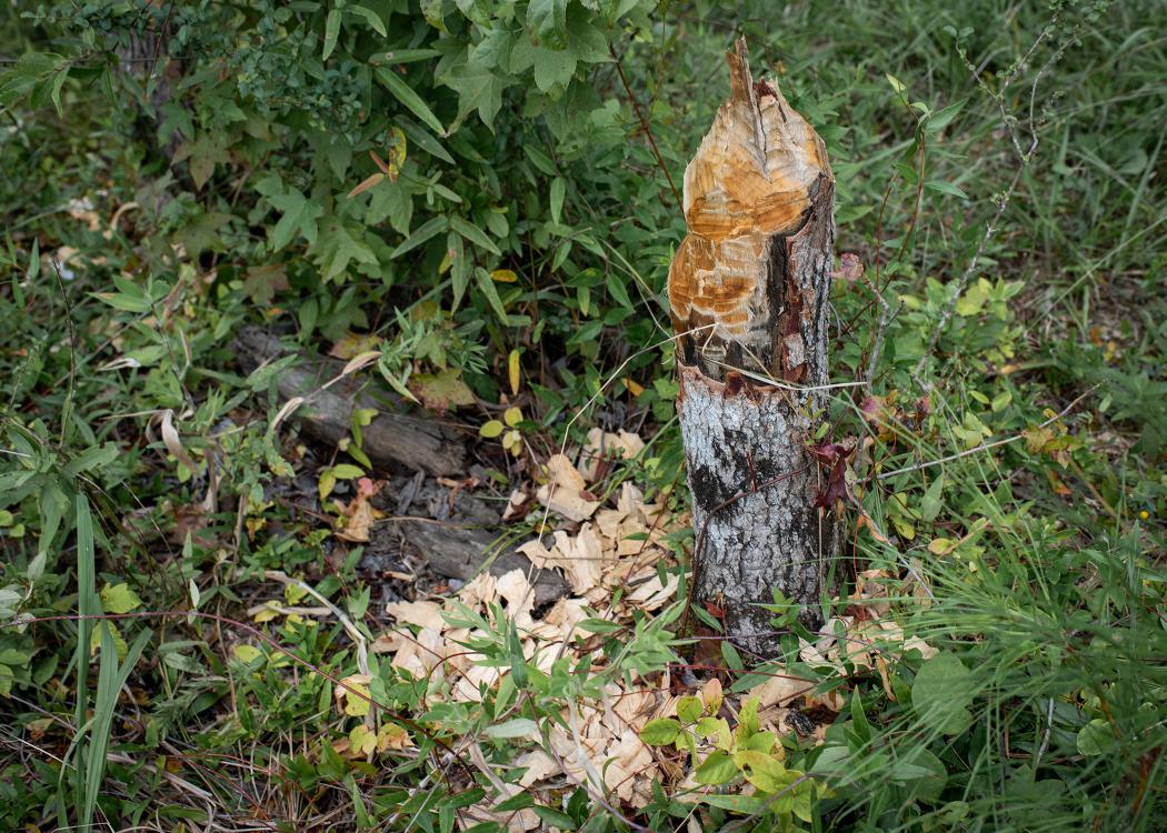 Wood chips lie at the base of a tree stump that has been chewed into a point.