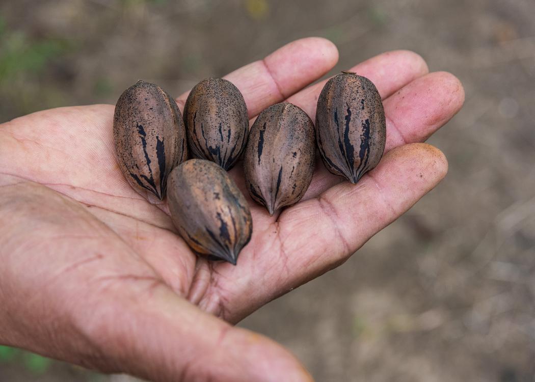 A hand holds five pecans.