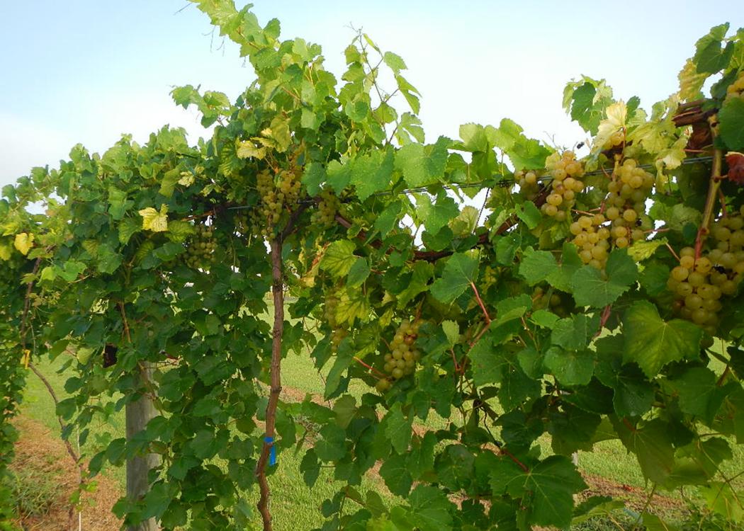 Clusters of grapes grow on a vine in an orchard.