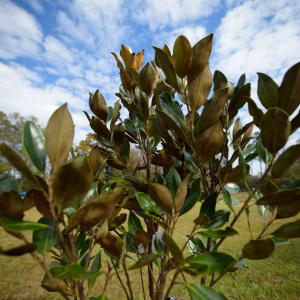 Upturned magnolia leaves stretch to the blue sky speckled with white clouds.
