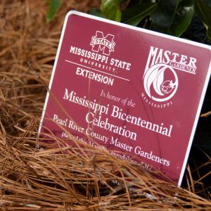A maroon sign “in honor of the Mississippi Bicentennial Celebration” rests on pine needles and is propped up by a magnolia limb.