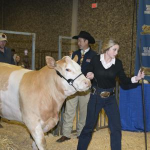 A teenage girl leads a light brown and white cow by a harness.