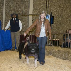 A teenage girl wearing a brown jacket leads a large black hog into a hay-floor arena.