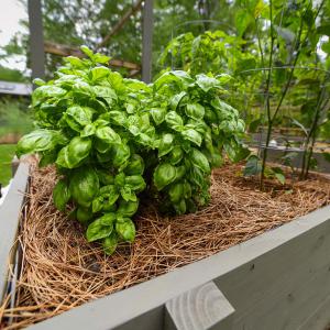A large bunch of green basil surrounded by brown pine straw in a wooden planter.