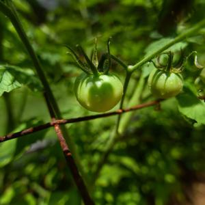 Three small, green tomatoes growing on a green tomato plant.