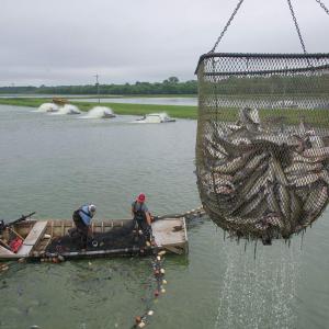 A net full of catfish in the foreground; two men in a boat pull another net through the water.