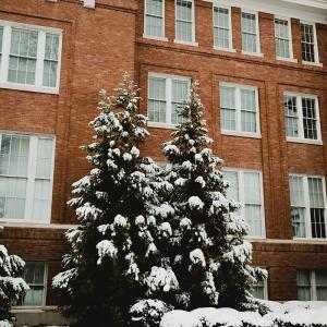 Four green fir trees coated in white snow in front of a red brick building with white windows.
